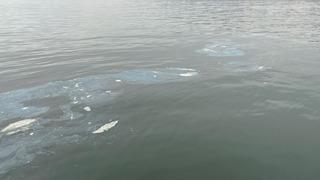 İzmir Körfezi'ne boya atığı deşarj eden firmaya 8,3 milyon lira ceza