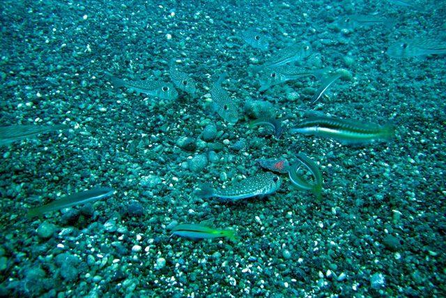 Akdenizin işgalci balıkları su altında görüntülendi