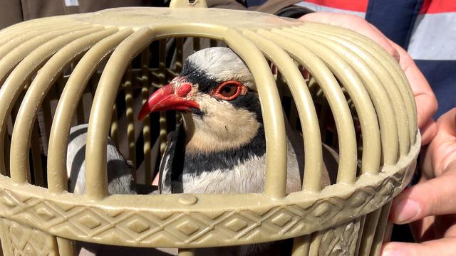 Tuzak kurarak keklik avlayan iki kişiye 176 bin 510 lira para cezası