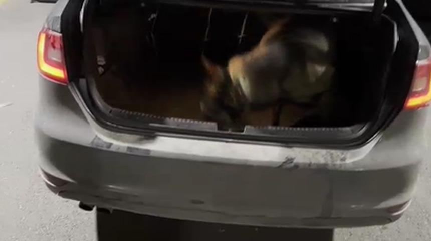 Çantalardaki uyuşturucuyu 'Mailo' buldu