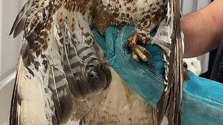 Çorum'da kanadı kırık halde bulunan şahin tedavi altına alındı