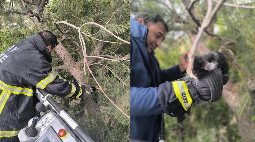 Ağaçta kedi mahsur kalmıştı! İtfaiye ekiplerinin çalışmaları sonucunda kurtarıldı
