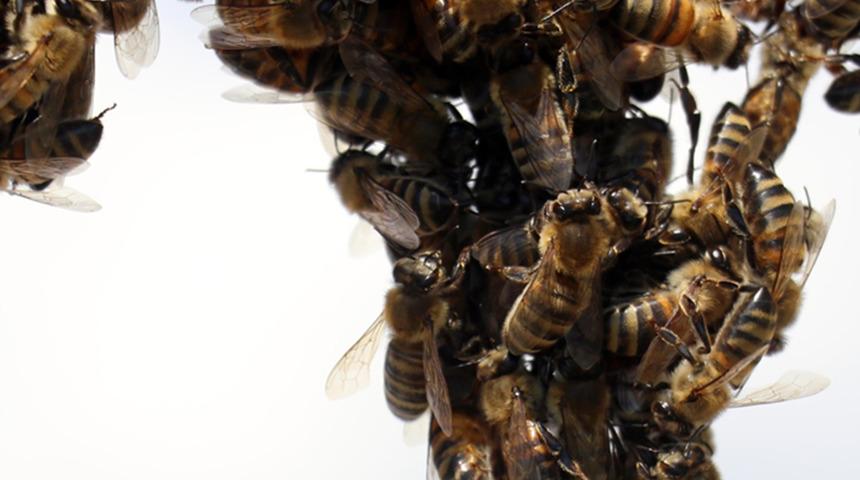 Avrupa'da yeni tehdit! 1400'den fazla türü avlamış... İstilacı tür tehlike saçıyor