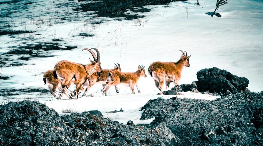 Ağrı dağlarındaki sarp kayalıklarda yaban keçileri görüntülendi