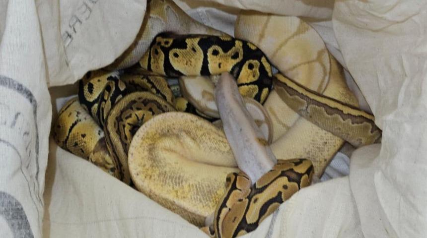 Kütahya’da yolcu otobüsünde piton yılanı ele geçirildi