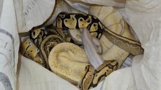 Kütahya’da yolcu otobüsünde piton yılanı ele geçirildi