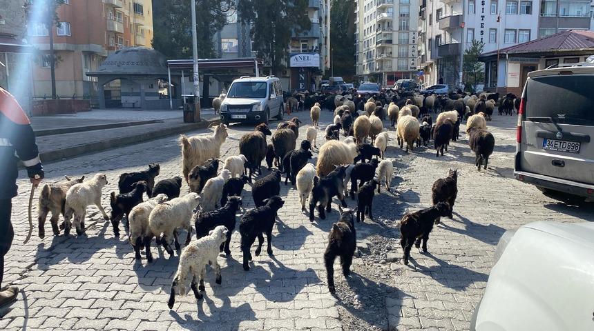 Caddelerde koyun sürüsünü görenler şaşkına döndü! Artvin’de yayla göçü erken başladı