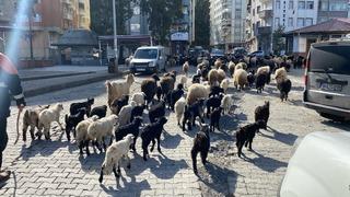 Caddelerde koyun sürüsünü görenler şaşkına döndü! Artvin’de yayla göçü erken başladı