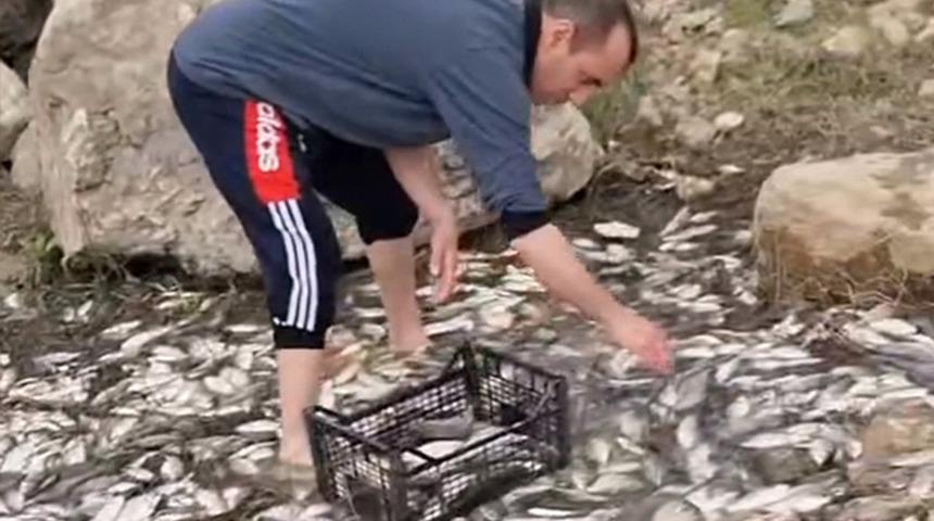 Bursa'da toplu balık ölümleri! Vatandaşlar yemek için topladı