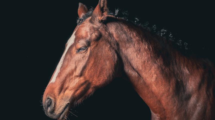 Atlar ayakta uyur mu, nasıl ve neden uyur?