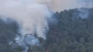 Milas’ta orman yangını