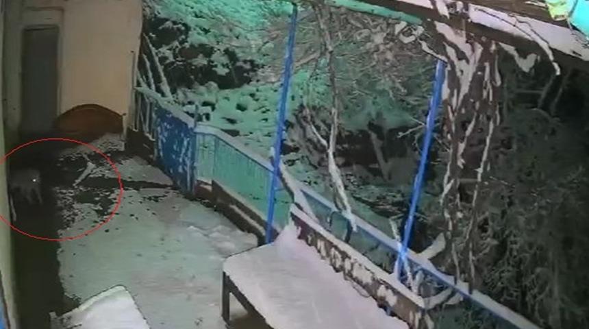 Çakal, balkondaki tepsiyi alıp götürdü