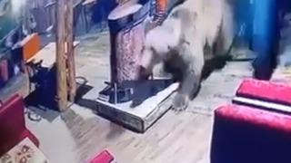 İşletmeyi ayı bastı...O anlar kamerada