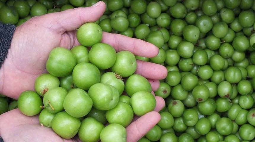 Hasada 8 bin TL ile başlanan erikte fiyat 400 TL'ye kadar düştü