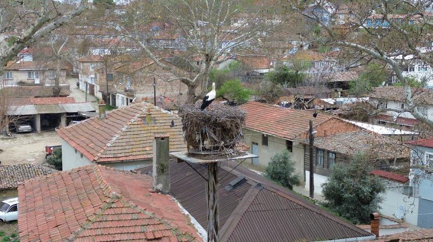 Mahallelinin yolunu gözlediği leylek "Leyla" ile "Mecnun" Tekirdağ'daki yuvasına döndü