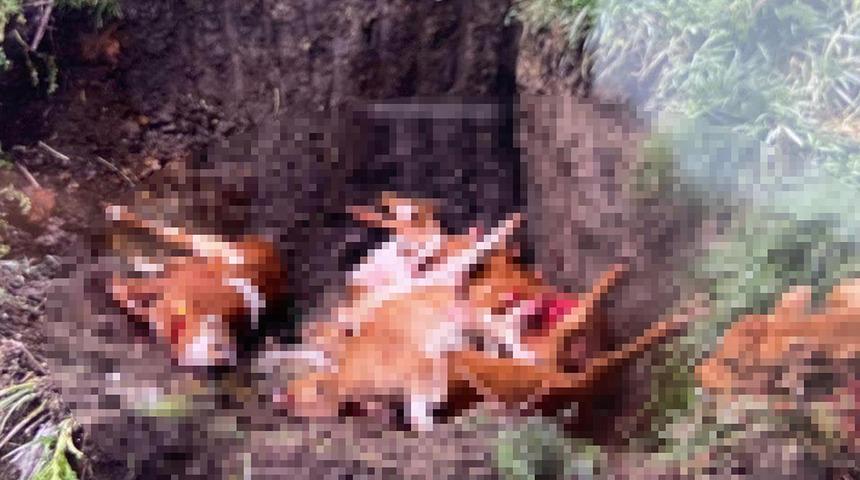 Kırklareli'ne kaçak getirilen 12 hayvan itlaf edildi! İl Tarım ve Orman Müdürlüğü'nden açıklama