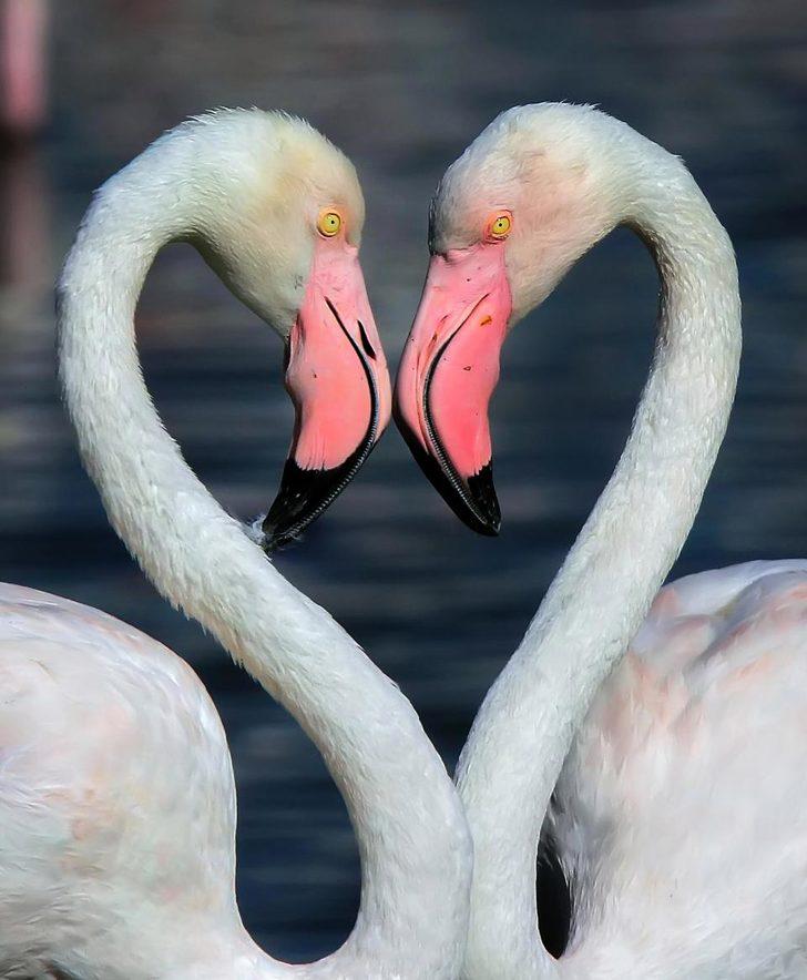 Sevgi doğada gizli G3