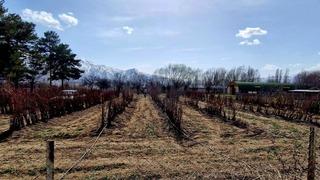 20 bin adet meyve fidanı satılacak