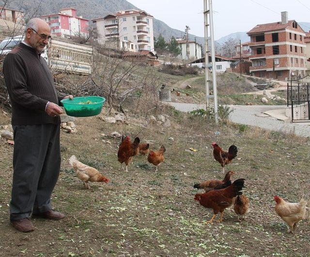 Amerikan ırkı tavukları mavi yumurtluyor