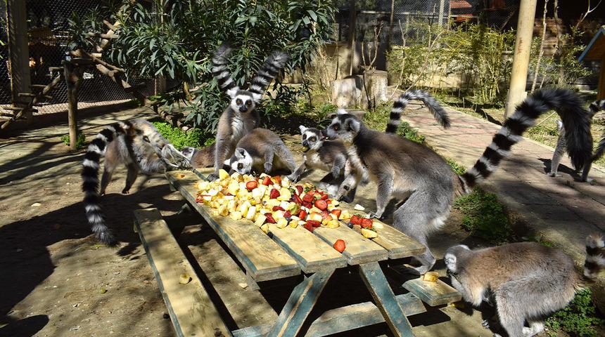 118 türden hayvanın korunduğu park bayramda da ziyarete açık!