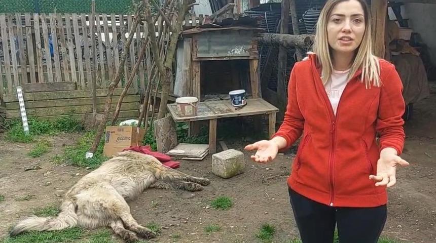 Bahçedeki köpek uyuşturucu iğne atıldıktan sonra öldü! Sahibi belediyeden şikayetçi oldu