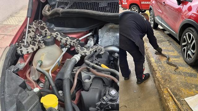Aracın kaputunu açınca büyük şok yaşadı! Bir metrelik engerek yılanı çıktı