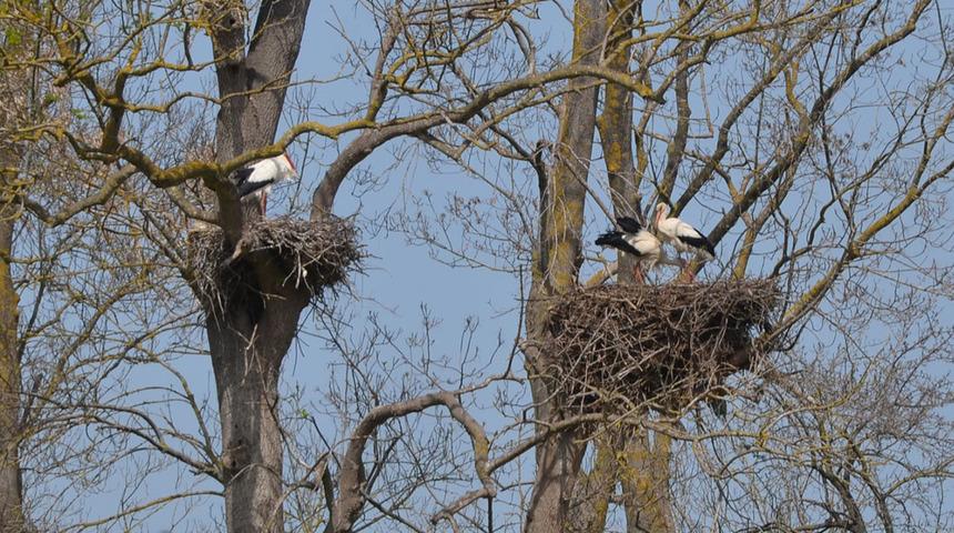 Apartmanı andıran ‘Leylek Ormanı' şenlendi