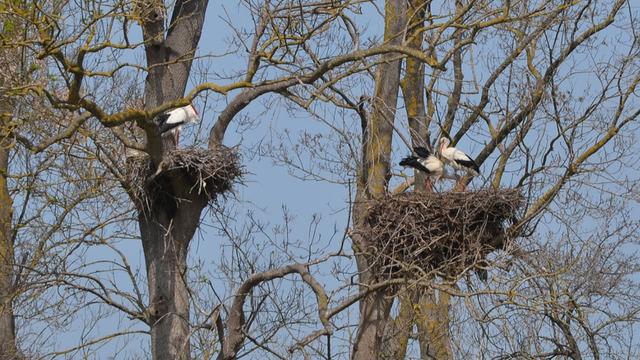 Apartmanı andıran ‘Leylek Ormanı' şenlendi