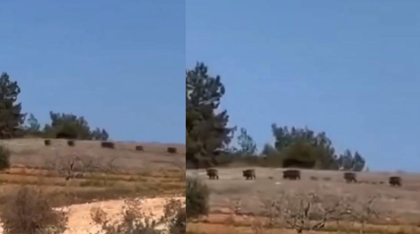 Gaziantep'te domuz s&uuml;r&uuml;s&uuml; panik oluşturdu