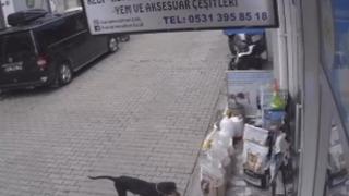 Kediyi kıskanan köpek, mamayı alıp kaçtı