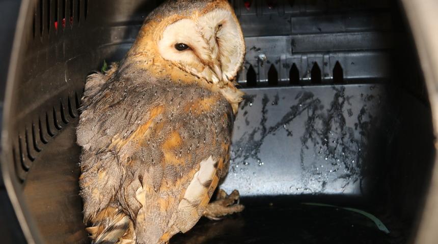 Amasya'da yaralı peçeli baykuş tedavi altına alındı