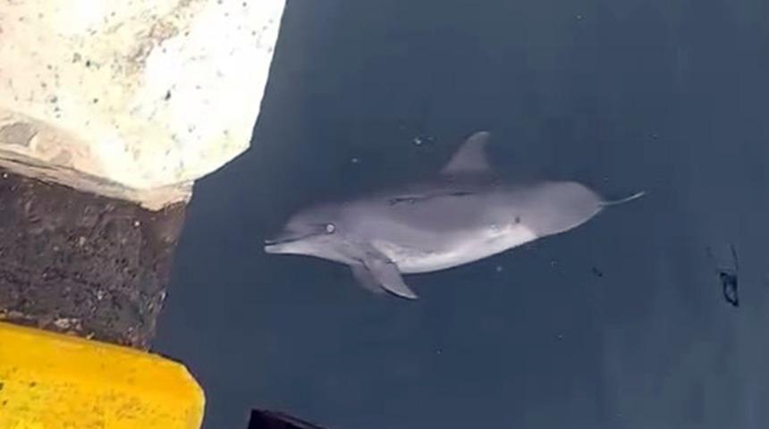 Avcılar'da 2 kez kayalıkların arasından kurtarılan yunus cansız halde bulundu