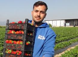 Rusya'dan Irak'a kadar gönderiyorlar! Beklenti: 50 bin ton rekolte 'Yurt içinde 90 TL yurt dışında 110 TL'