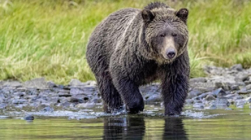 Bingöl'de iki kardeş köpeklerin saldırısından kurtardıkları ayı yavrusunu doğaya saldı
