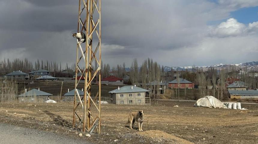Van'da köpeklerden kaçan kedi saatlerce direkte bekledi