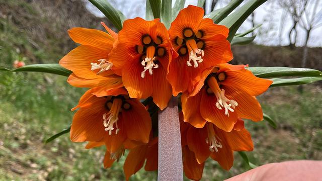 Sadece 20 günlük ömrü var... Zarar vermenin cezası 244 bin lira! Bulunduğu bölgede adeta görsel şölen yaşatıyor