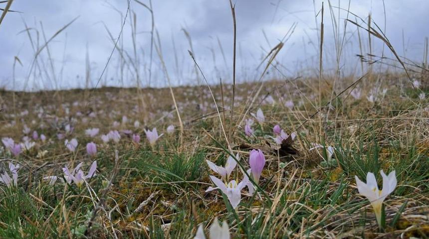 Akyaka’da kardelenler görsel şölen sunuyor