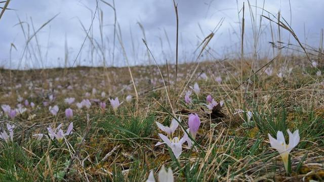 Akyaka’da kardelenler görsel şölen sunuyor