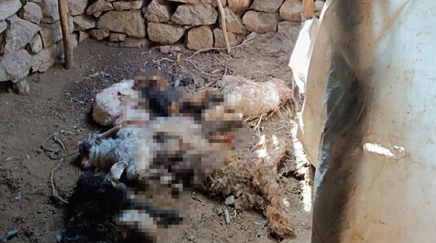 Van’da ahıra giren ayı, 20 keçiyi telef etti