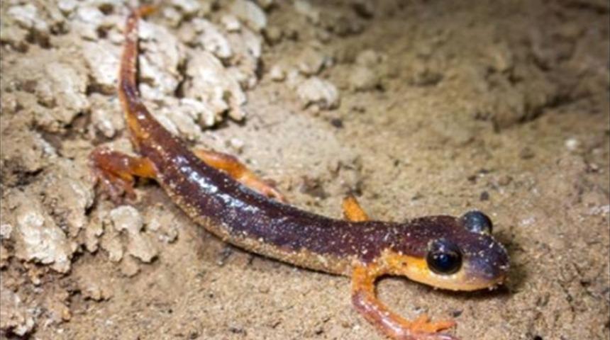 Hepsi Türkiye'de! 154 mağarada, 30 memeli türü ve endemik canlılar keşfedildi