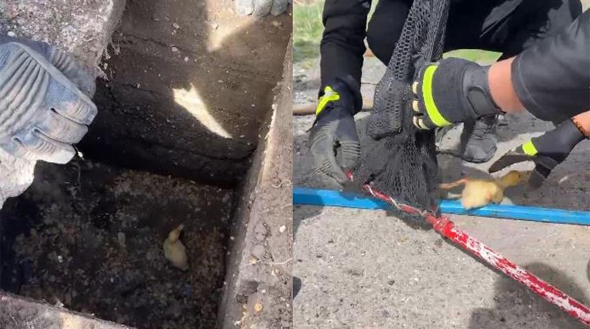 Yağmur suyu hattına düşen yavru ördek kurtarıldı