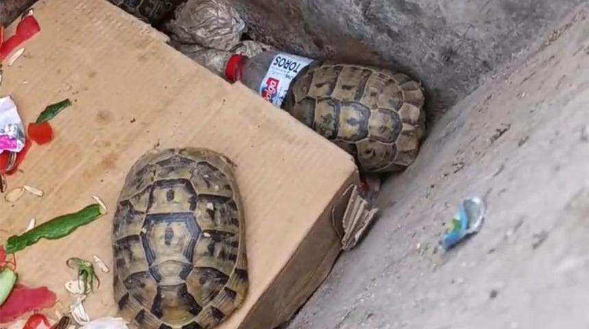 Temizlik ekibi kaplumbağaların hayatını kurtardı