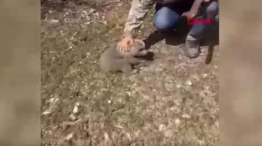 Ayı yavrusunu köpeklerin saldırısından kurtarıp, doğaya bıraktılar