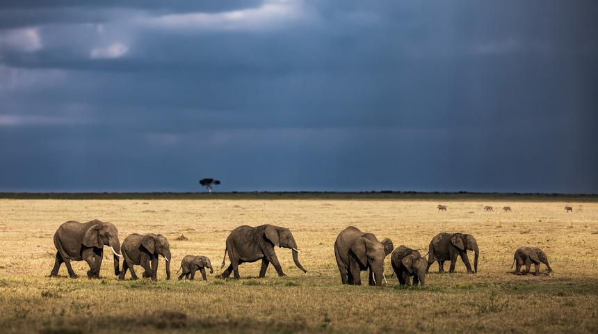Hayvanlar kansere yakalanır mı? Kansere yakalanmayan hayvanlar nelerdir?