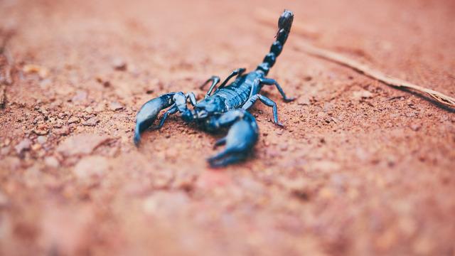 Paha biçilemiyor: Türkiye'de 86 tesisten dünyaya akrep zehri üretimi!