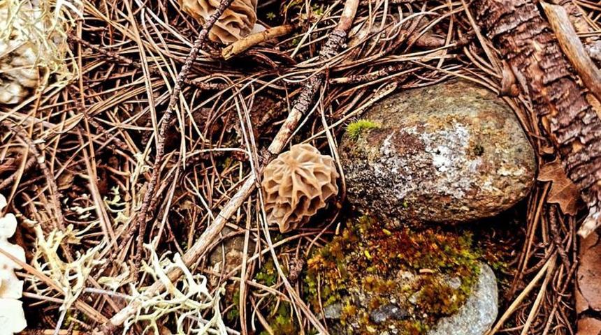 'Kuzugöbeği mantarı’ çıkmaya başladı