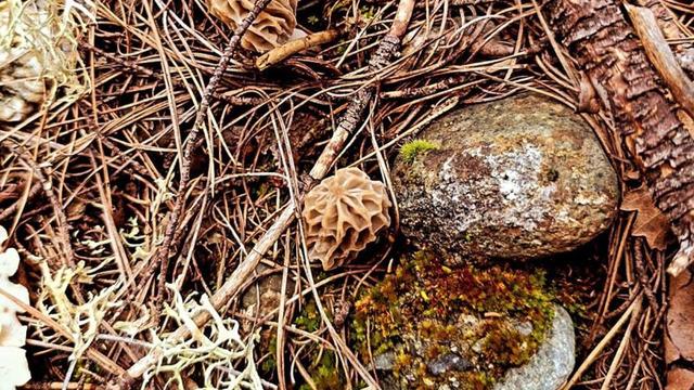 'Kuzugöbeği mantarı’ çıkmaya başladı