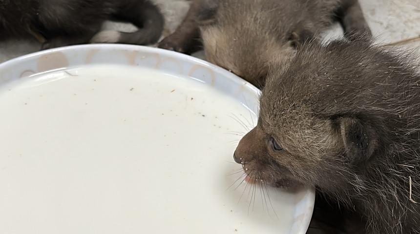 Aksaraylı çiftçi, saman balyaları arasında bulduğu 4 tilki yavrusunu şırıngayla besliyor