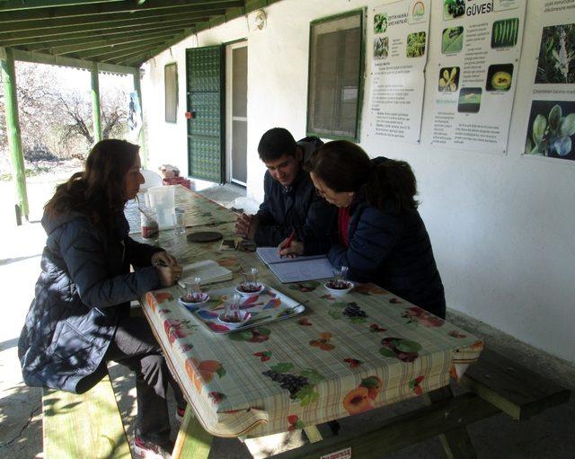 Aydınlı zeytin üreticileri halkalı leke hastalığına karşı uyarıldı