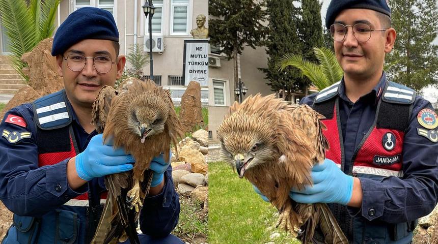 Adıyaman'da yürekleri ısıtan olay! Yaralı halde bulunan şahin tedaviye alındı